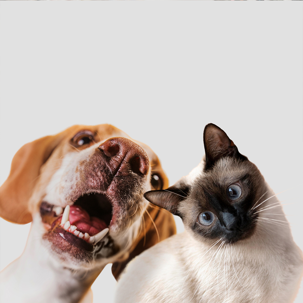 Loja de ração para cachorro e gato - Alimento balanceado