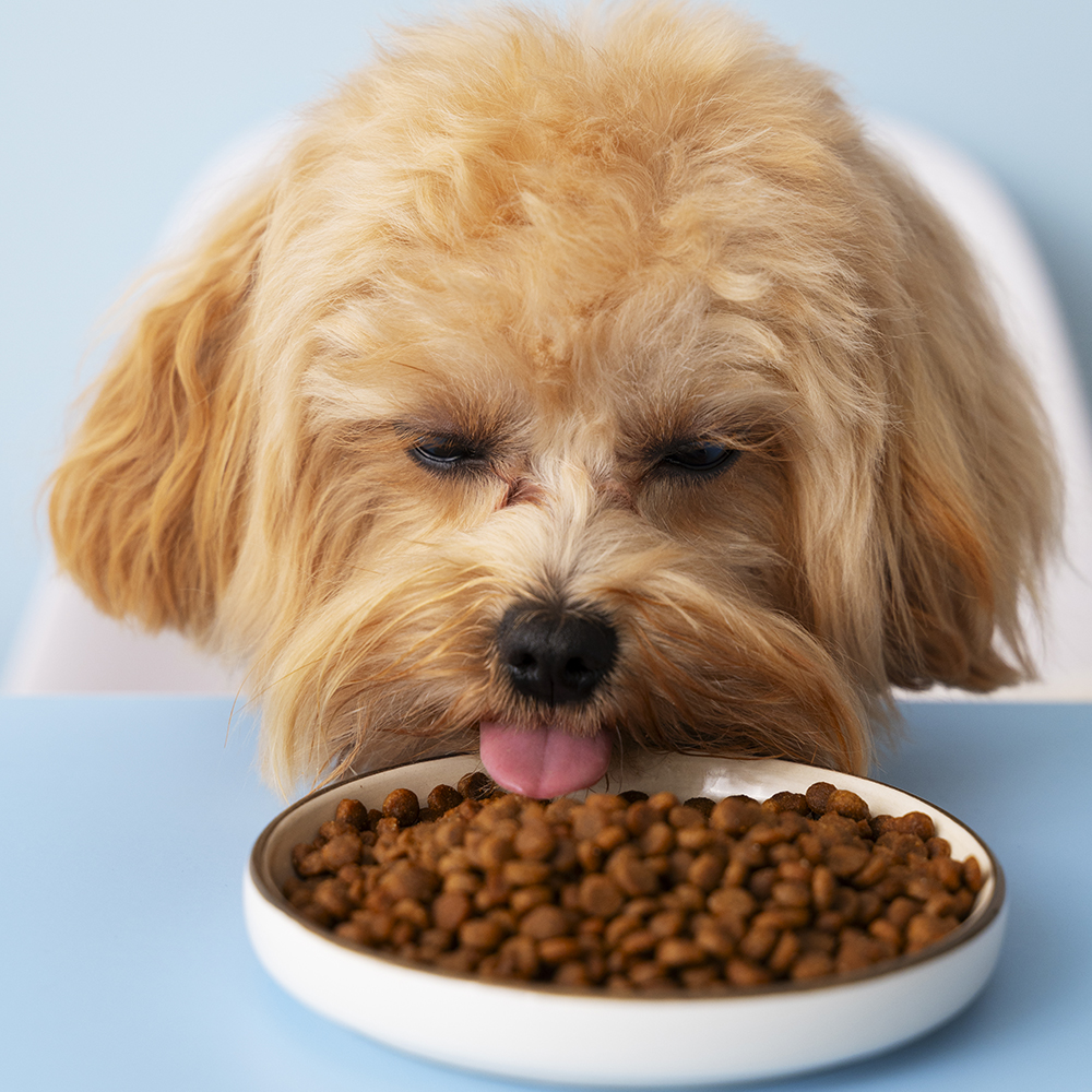 Rações para cachorro de diversas marcas e portes